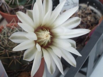 Gymnocalycium stellatum v obductum