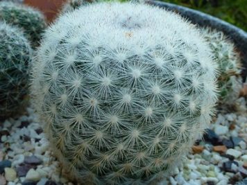 Mammillaria Candida