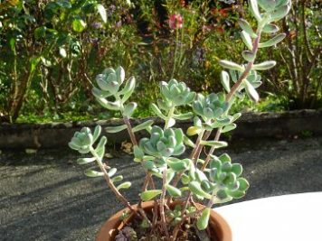 Sedum commixtum