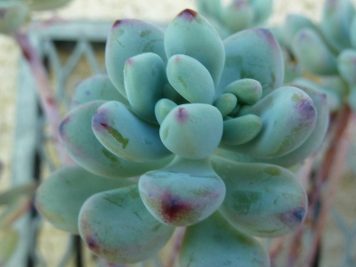 Sedum commixtum