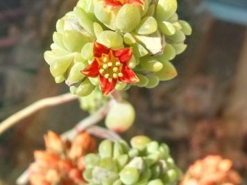 Sedum commixtum