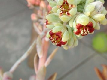 Sedum commixtum