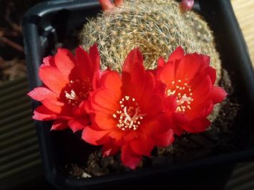 Rebutia marsoneri hybride