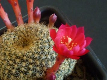 Rebutia marsoneri hybride