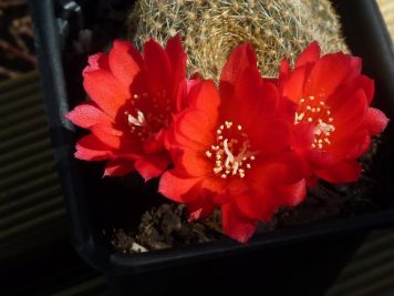 Rebutia marsoneri hybride