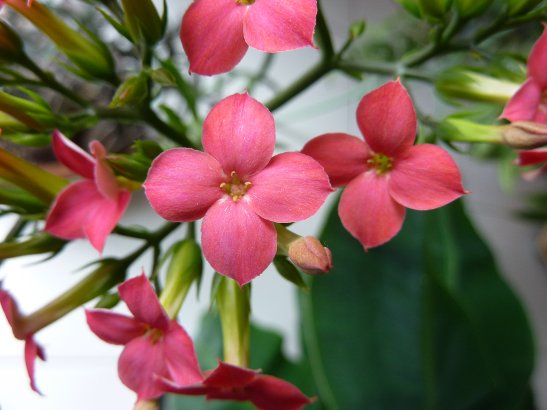 Kalanchoe Kewensis