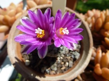 Turbinicarpus valdezianus violet