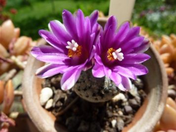 Turbinicarpus valdezianus violet