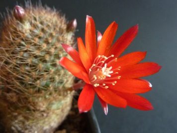 Rebutia fulviseta WR319