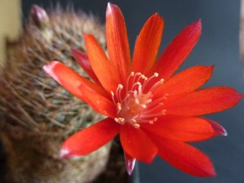 Rebutia fulviseta WR319