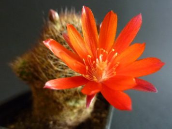 Rebutia fulviseta WR319