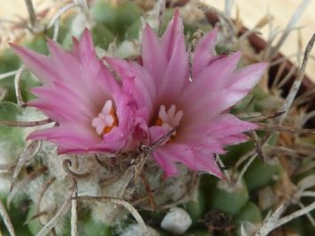 Turbinicarpus roseiflorus