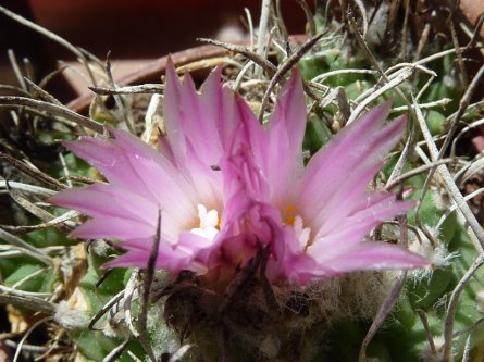 Turbinicarpus roseiflorus