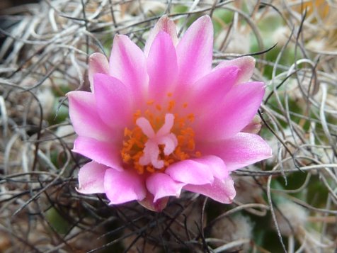 Turbinicarpus pseudomacrochele ssp lausseri