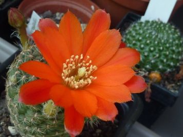 Rebutia tarvitaensis FR 773