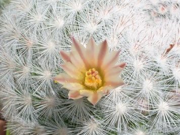 Mammillaria Candida