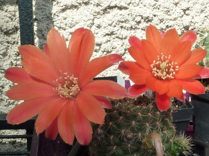 Rebutia tarvitaensis FR 773