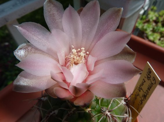 Gymnocalycium aff ambatoense