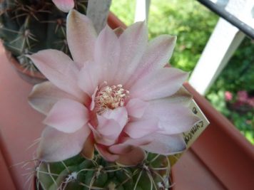 Gymnocalycium aff ambatoense