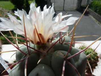 Thelocactus hexaedrophocus v fossulatus