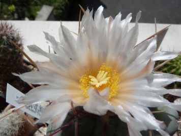 Thelocactus hexaedrophocus v fossulatus