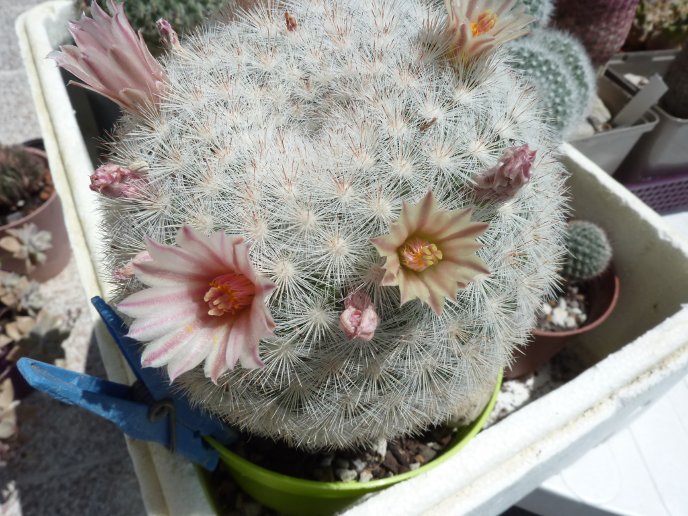 Mammillaria Candida