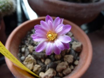 Escobaria minima