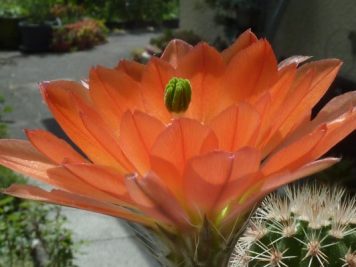 Echinocereus hybride horger