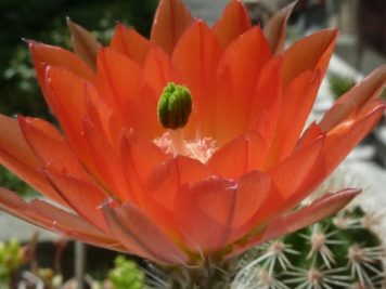 Echinocereus hybride horger