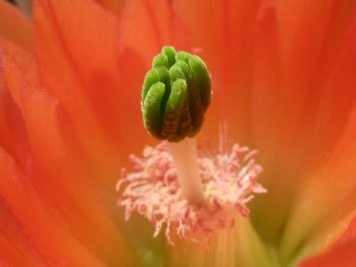 Echinocereus hybride horger