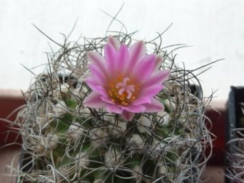 Turbinicarpus pseudomacrochele ssp lausseri