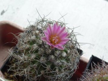 Turbinicarpus pseudomacrochele ssp lausseri