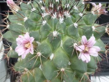 Mammillaria melanocentra