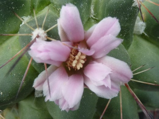 Mammillaria melanocentra