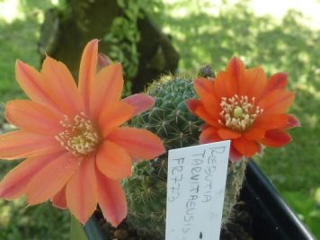 Rebutia tarvitaensis FR 773