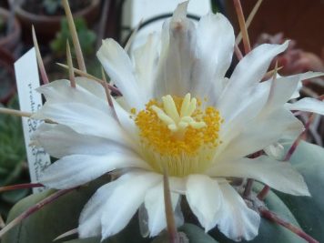 Thelocactus hexaedrophocus v fossulatus