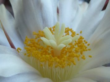 Thelocactus hexaedrophocus v fossulatus