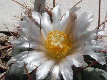 Thelocactus hexaedrophocus v fossulatus