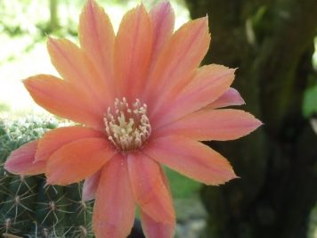 Rebutia tarvitaensis FR 773