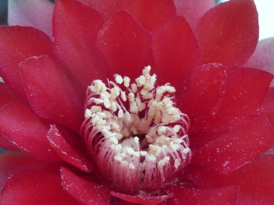 Gymnocalycium baldianum PA216