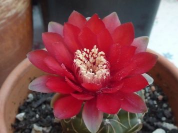 Gymnocalycium baldianum PA216