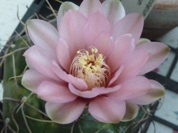 Gymnocalycium ourselianum