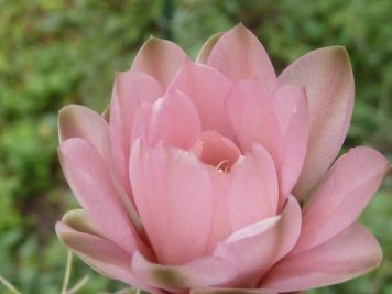 Gymnocalycium ourselianum