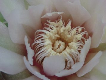 Gymnocalycium aff ambatoense