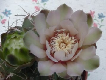 Gymnocalycium aff ambatoense