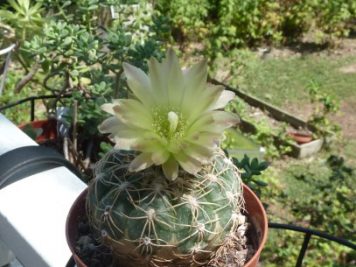 Gymnocalycium hyptiacanthum ssp uruguayense v. roseiflorum