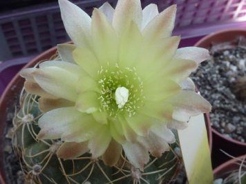 Gymnocalycium hyptiacanthum ssp uruguayense v. roseiflorum