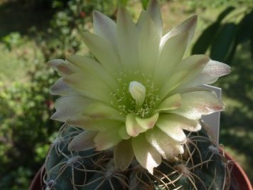 Gymnocalycium hyptiacanthum ssp uruguayense v. roseiflorum