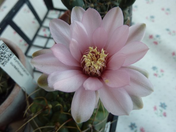 Gymnocalycium ourselianum