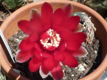 Gymnocalycium baldianum PA216